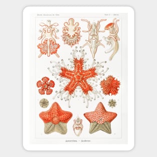 Asteridea - Ernst Haeckel Magnet